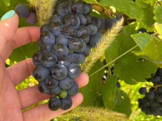 Sprzedam winogrona PINOT NOIRE i MERLOT na wino I