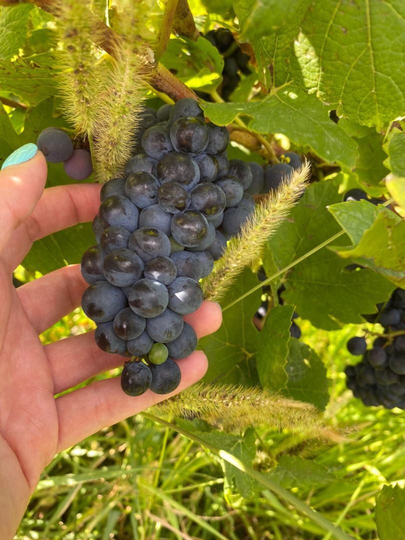 Sprzedam winogrona PINOT NOIRE i MERLOT na wino I gat