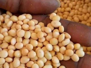 Sprzedam 200 ton soi, 200 ton. Soja z produkcji