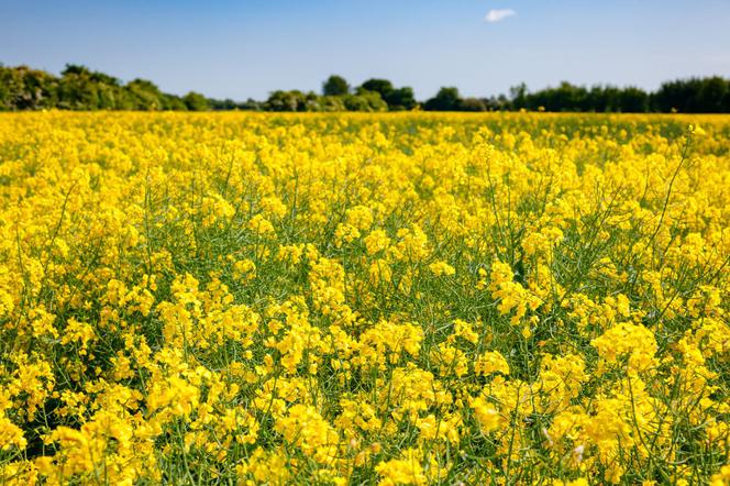 Posiadam na sprzedaż gorczycę białą odmiana MARYNA (mątwikobójcza), plon 2021, wyczyszczona na petkus, idealna na poplony, cena 3.50zł/kg przy większej ilości