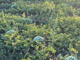 Melony z różowym rdzeniem, 5-12 kg