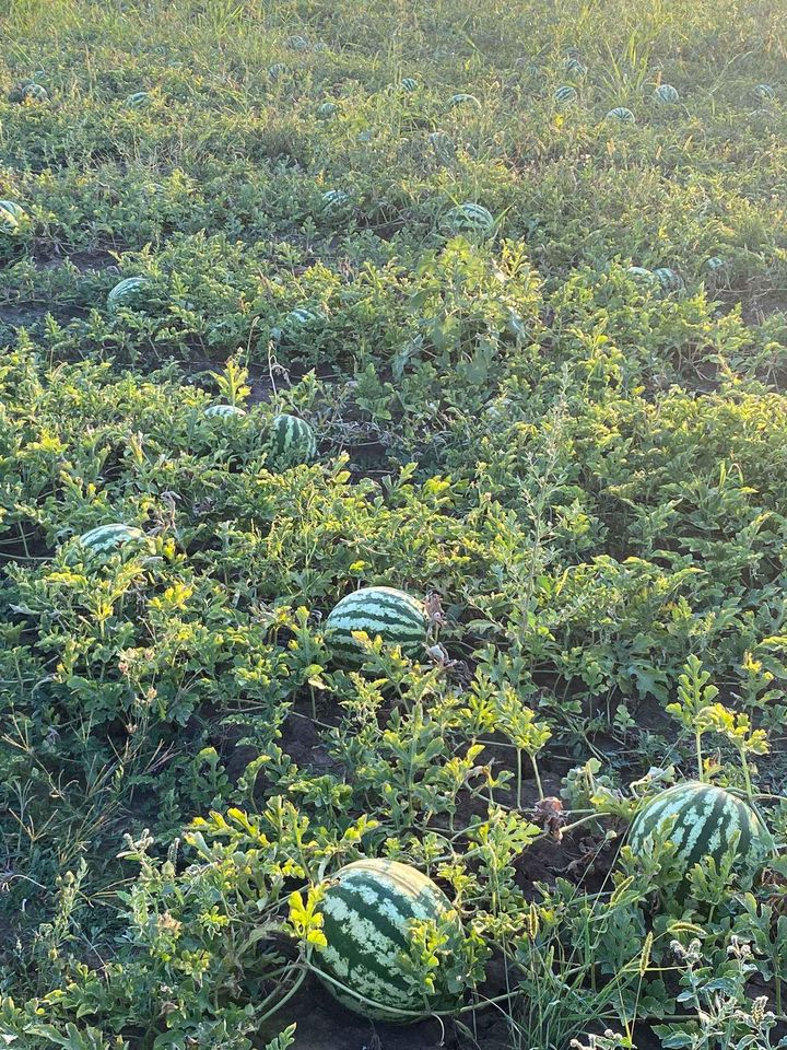Melony z różowym rdzeniem, 5-12 kg