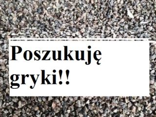 Witam. Kupię grykę konwencję w ilości powyżej 5t. Wilgotność