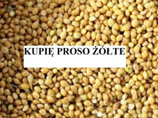 Dzień dobry. Kupię proso żółte w ilości conajmniej 5t