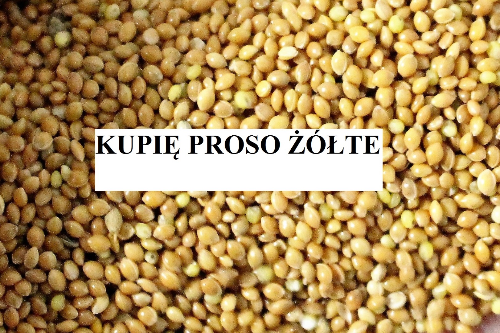 Dzień dobry