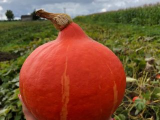 Sprzedam dynie hokkaido, ekologiczna z certyfikatem. Ładnie wybarwiona, bez