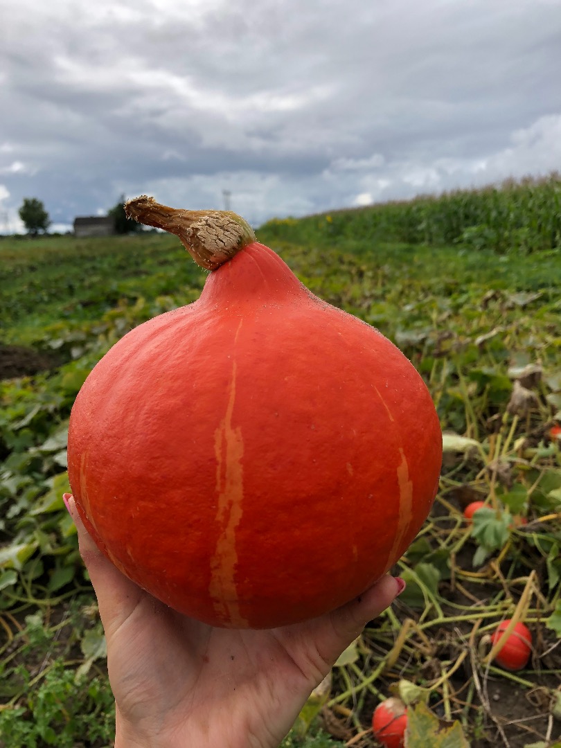Sprzedam dynie hokkaido, ekologiczna z certyfikatem
