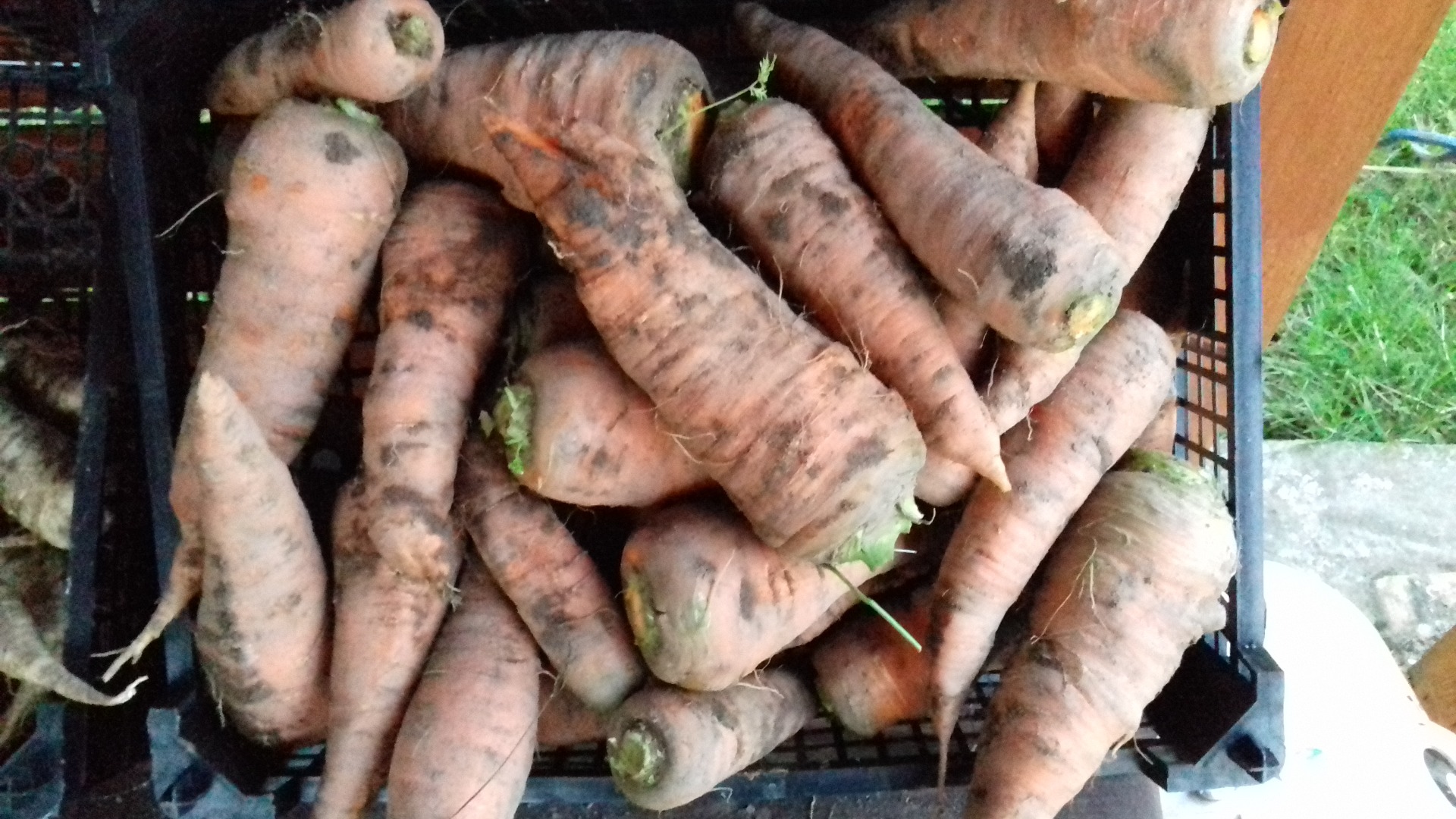 Sprzedam marchew w dużych ilościach z własnym odbiorem powyżej 500kg Oferta ważna do 31.09.2021