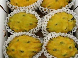 Organiczna pitahaya żółta i czerwona na eksport z certyfikatami