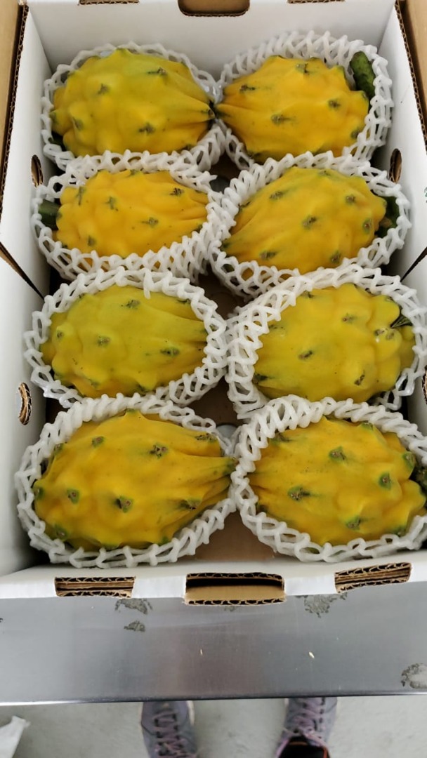 Organiczna pitahaya żółta i czerwona na eksport z certyfikatami dla UE USA Rosja i innych krajów