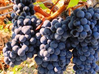 Sprzedam winogrona na wino białe i czarne ,produkcja winorośli,