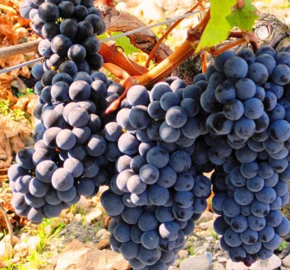 Sprzedam winogrona na wino białe i czarne ,produkcja winorośli, odmiana ananasa, cena 1,5 RON/kg