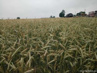 Żyto ozime DIAMENT populacyjne nasiona kwalifikowane FV 195 zł/100