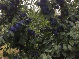 Sprzedam pióropusze Stanley 1,5lei/kg cena przy dużych ilościach do