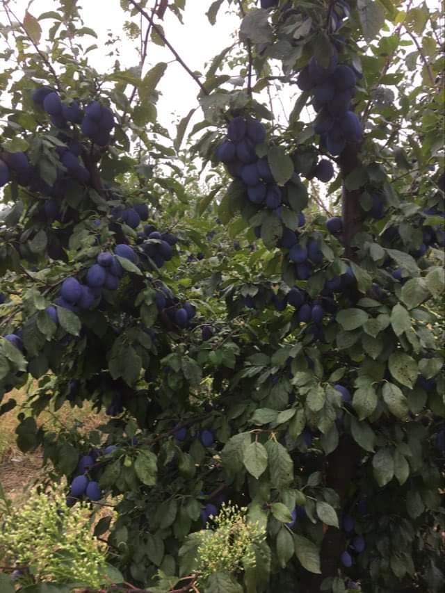 Sprzedam pióropusze Stanley 1,5lei/kg cena przy dużych ilościach do negocjacji