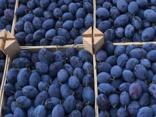Sprzedaję Plum Stenley, na żywność sprzedam śliwki i na