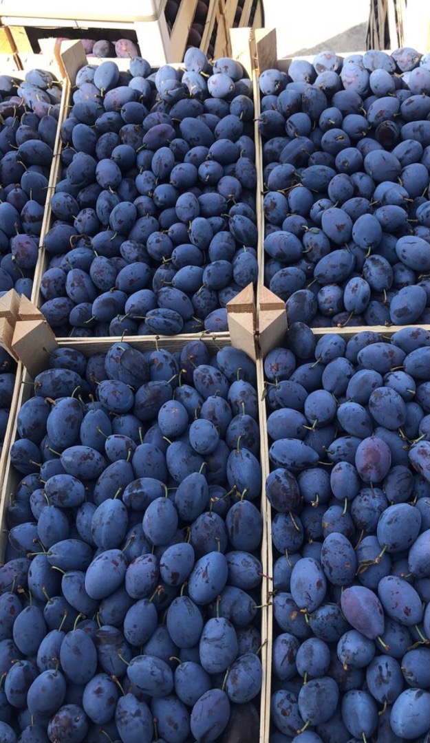 Sprzedaję Plum Stenley, na żywność sprzedam śliwki i na Tuica