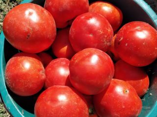Sprzedam pomidory na bulion 1,20 RON kg Tel nr.
