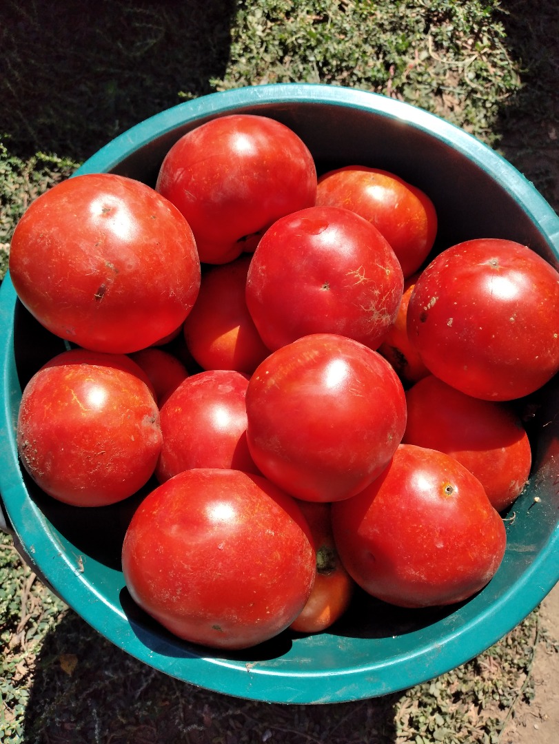 Sprzedam pomidory na bulion 1,20 RON kg Tel nr