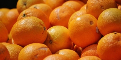 Do sprzedania pomarańcza Valencia klasy 2