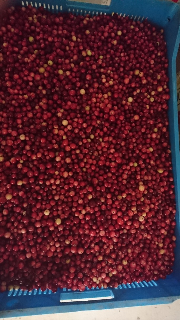 Sprzedam żurawinę bagienną, czystą w pełni dojrzałą