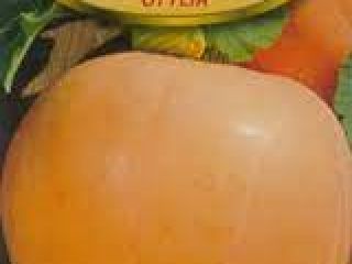 sprzedam dynie otylie waga 8-15 kg ładna,gruby miaższ,pielona recznie