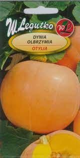 sprzedam dynie otylie waga 8-15 kg ładna,gruby miaższ,pielona recznie bez oprysków zbiór połowa wrzesnia
