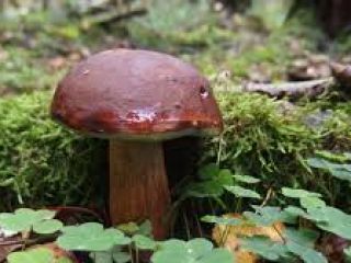 Podgrzybek w ilości 10-20kg, własny zbiór, chciałbym sprzedawać detalicznie