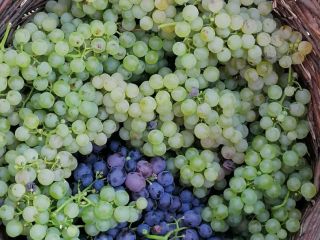 Winogrona to kadzidło i melot, produkowane w rejonie Buzau