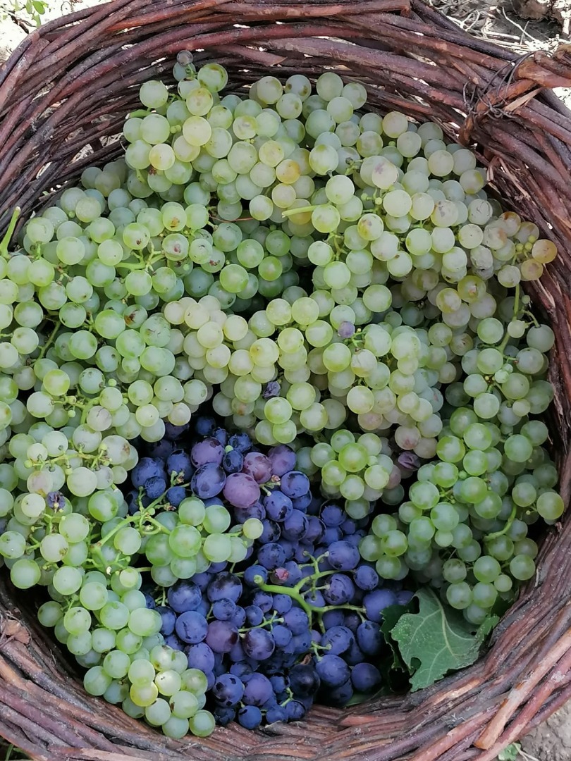 Winogrona to kadzidło i melot, produkowane w rejonie Buzau (Pietroasele), są bardzo dobre do wina, a także do jedzenia jako takie