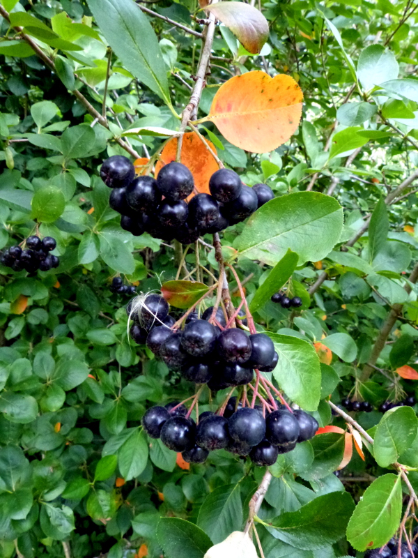 Aronka naturalna