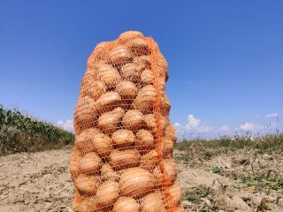 Sprzedam ziemniaki konsumpcyjne ok 2 t. Żółty rdzeń
