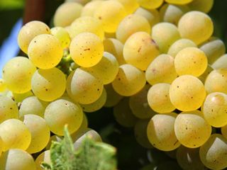 Sprzedam winogrona własnej produkcji z winnicy Dragasani w hrabstwie