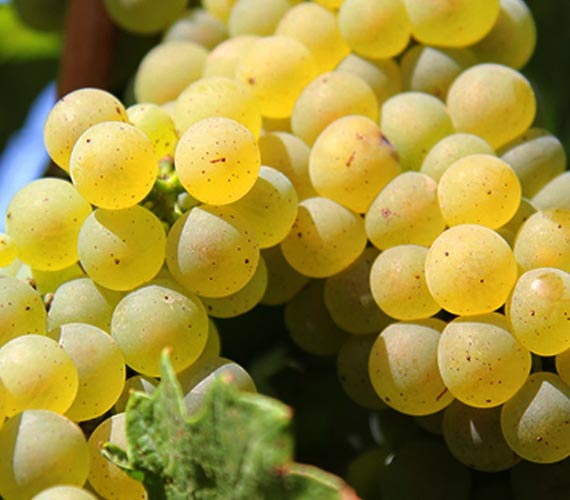 Sprzedam winogrona własnej produkcji z winnicy Dragasani w hrabstwie Valcea