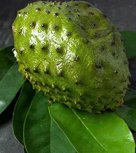 Soursop to rodzaj owocu, który jest używany w medycynie i kuchni