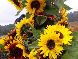 Słonecznik Ozdobny na kwiat cięty ‘Taiyo’ (Helianthus Annuus) Witam
