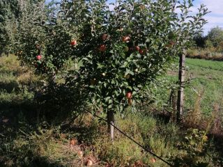 Owoce, z Barcea, hrabstwo Galati