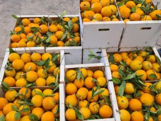 Sprzedawane są mandarynki Satsuma odmian Okitsu i Iwasaki. Pochodzenie