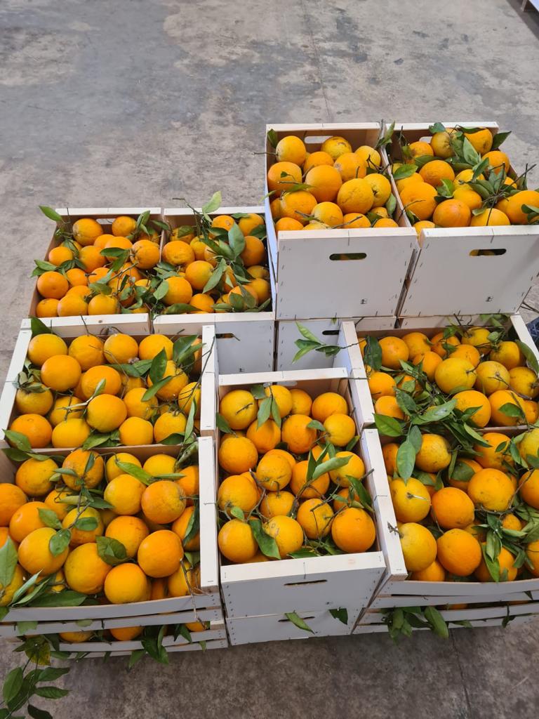 Sprzedawane są mandarynki Satsuma odmian Okitsu i Iwasaki
