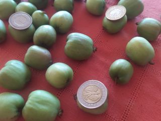 Witam sprzedam mini-kiwi. Towar z krzaka, spakowany w umówiony