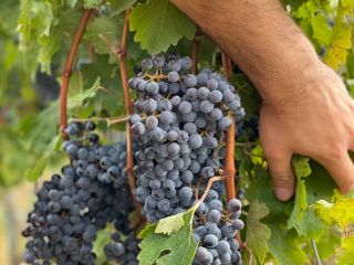 Winogrona na sprzedaż - odmiany wina - Cabernet Sauvignon,