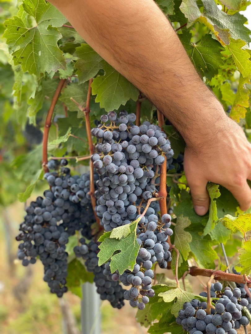 Winogrona na sprzedaż - odmiany wina - Cabernet Sauvignon, certyfikowane z oznaczeniem geograficznym.Winogrona pochodzą ze starych plantacji, na wzgórzach