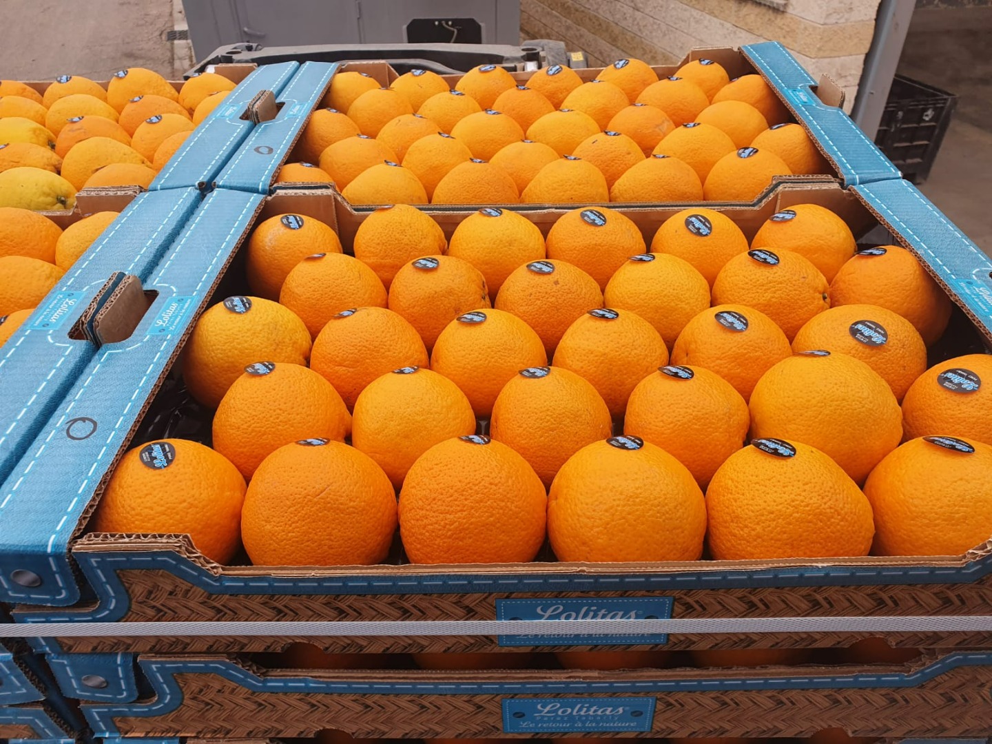 Firma Laverida poszukuje dystrybutora owoców cytrusowych na terenie Polski