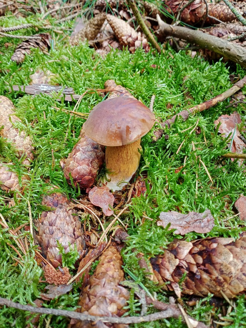 Oferuję na sprzedaż tegoroczne podgrzybki same kapelusze starannie wysuszone i selekcjonowane, bez robaczywych, polecam serdecznie