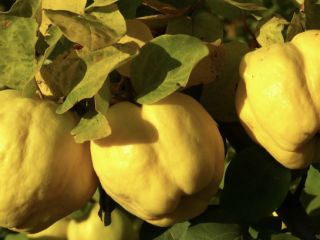 Pigwa od qrower do sprzedaży w dużej ilości
