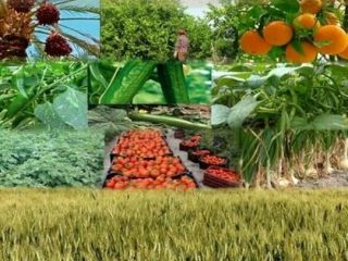 Witam Jestem dostawcą i producentem owoców i orzechów na