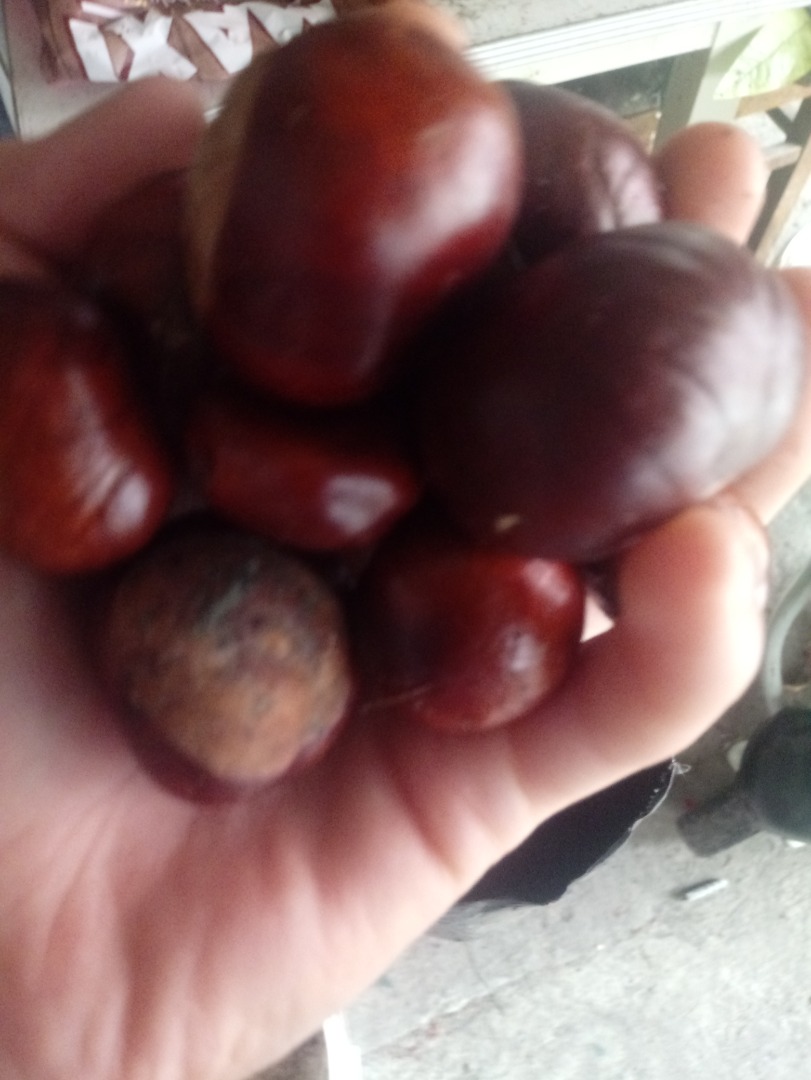 Szprzedam kasztany zbieram codziennie
