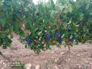 Sprzedaje się 40 ton winogron tempranillo, doskonałej jakości. Znajdują