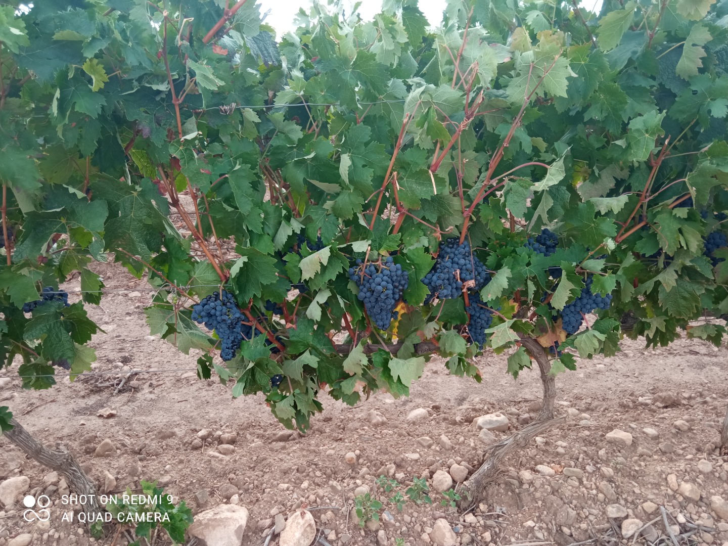 Sprzedaje się 40 ton winogron tempranillo, doskonałej jakości