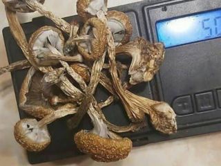 W przystępnej cenie wikr me id : docerling watsap